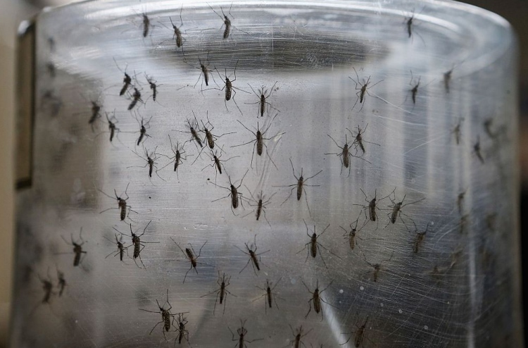 މަދިރިއަށް ޑެންގީ ނުޖެހޭނެ ގޮތެއް ހޯދައިފި