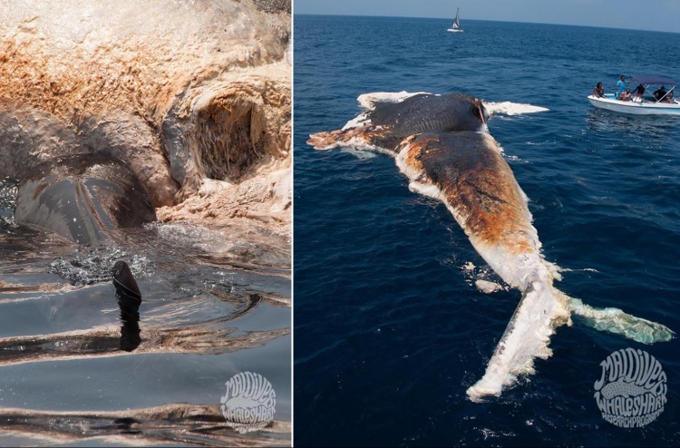 80 ފޫޓަށް ވުރެ ބޮޑު މަހެއްގެ ވަށައިގެން ފެމުނު!