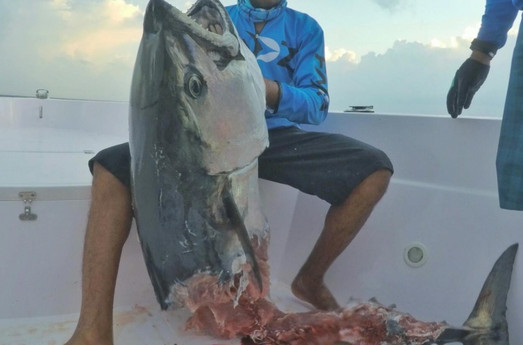 100 ކިލޯގެ މަހެއް: ބޮޑު ބައި މިޔަރު ކާލައިފި!