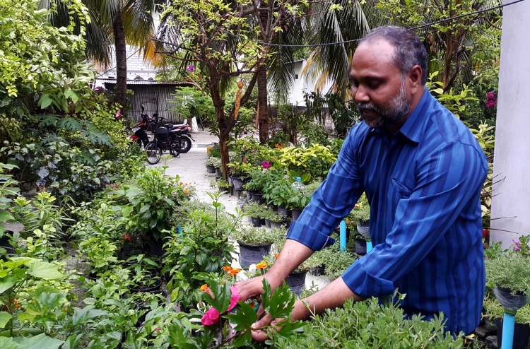 ކާށިދޫ: މާބަގީޗާތަކާ އެކު "ދެ އަންބަށް"!