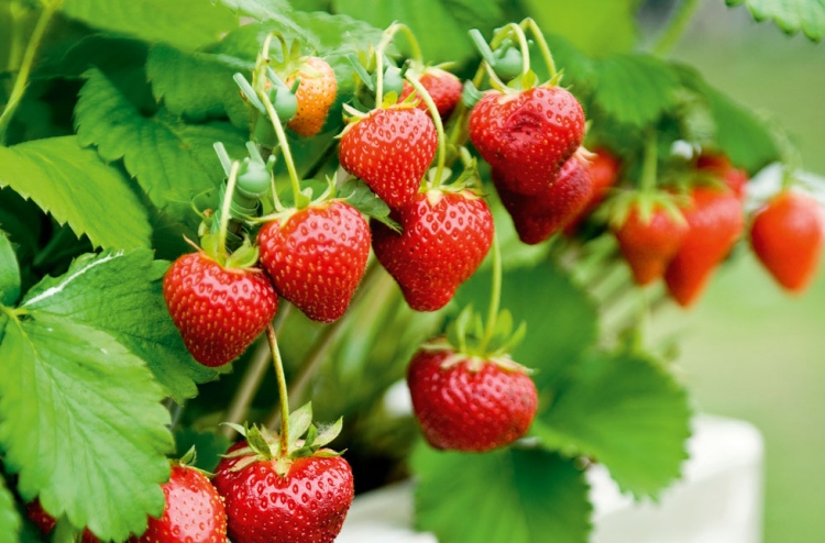 ކެމިކަލްގެ އަސަރު އެންމެ ބޮޑަށް ހުންނަނީ ސްޓްރޯބެރީގައި