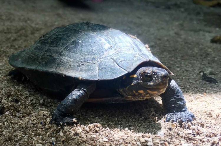 ކާށިދޫގައި މުސަޅަށް ވުރެ ކަންޒު ކަހަނބު ކުރީގައި