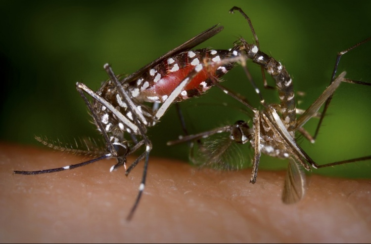 އެންމެ އާއްމު ރޮނގުދެމި މަދިރިން ވެސް ޒިކާ ފެތުރިދާނެ