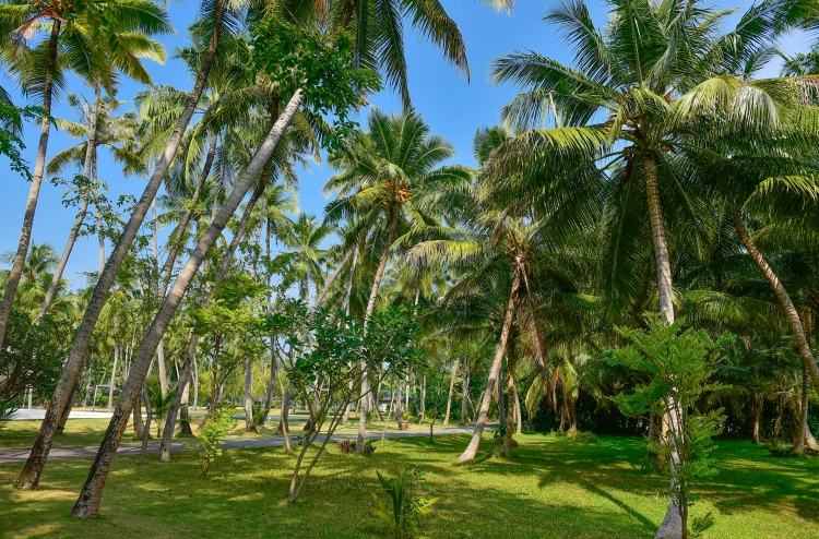 ރުއްތައް މުސްކުޅި ވެއްޖެ، ކާށި ހޯދާނީ ކޮން ތާކުން؟