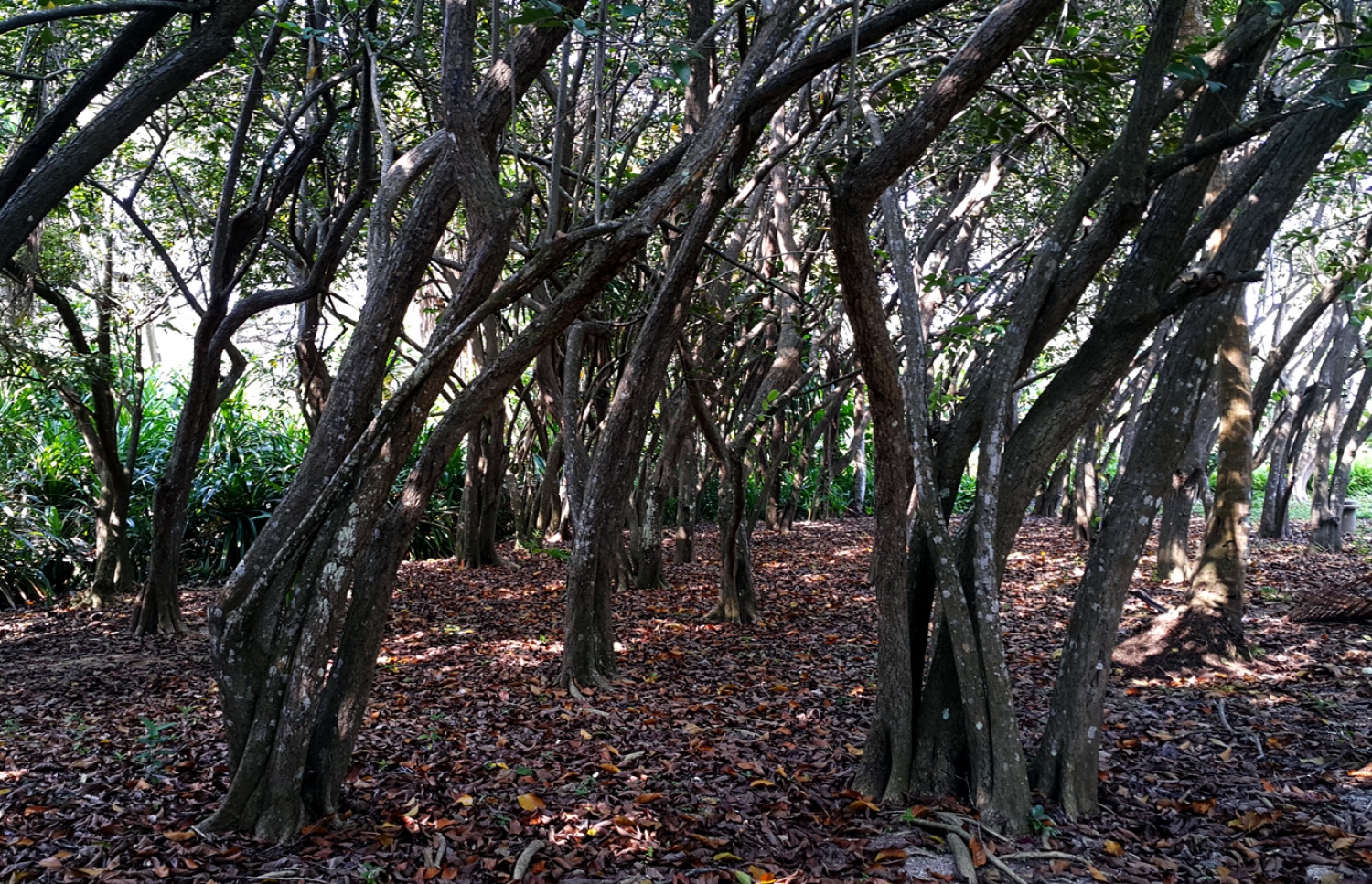 ސަން އައިލެންޑް ރިސޯޓްގެ ފެހި މާހައުލުގެ ތެރެއިން. --ފޮޓޯ: އަހްމަދު އަބްދުﷲ ސައީދު/މިހާރު