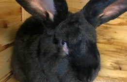 ކޮންޓިނެންޓަލް ޖަޔަންޓް ރެބިޓް ސައިމަން