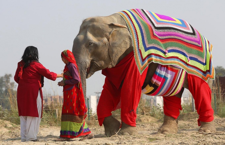 އިންޑިއާގެ އަވަށެއްގައި އެތްތަކަށް ވޫލްގެ ހެދުން