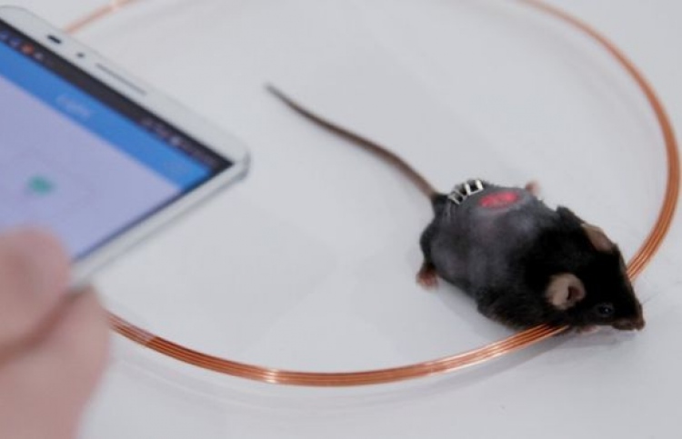 ހަކުރު ބައްޔަށް ފަރުވާކުރުމަށް ސްމާޓްފޯން