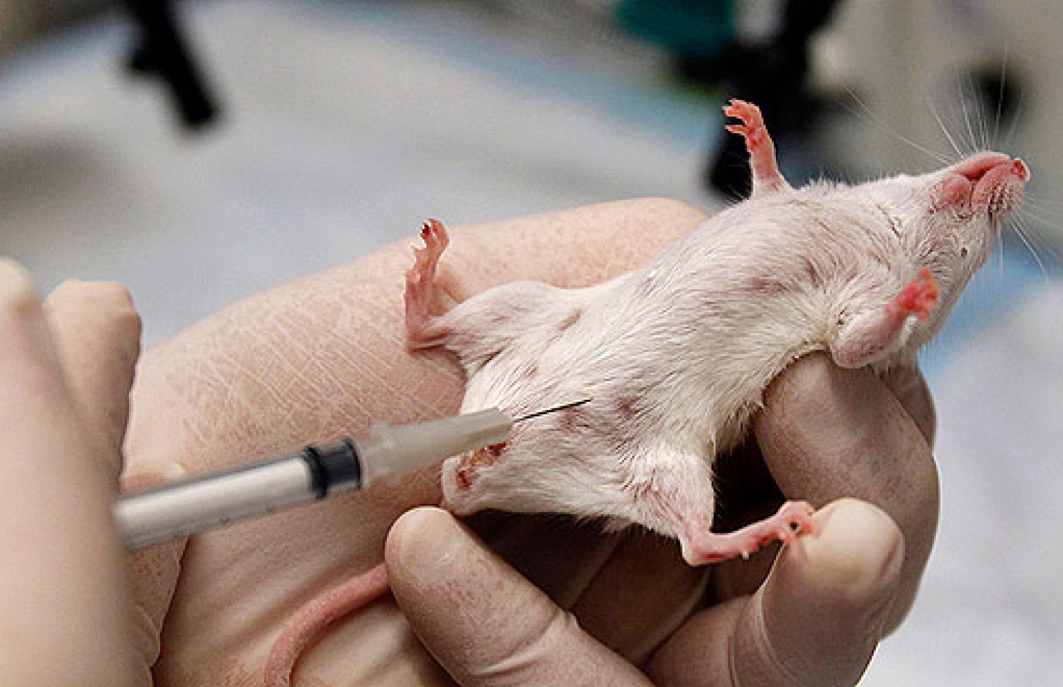 ބަޔޯމެޑިކަލް ލެބޯޓަރީތަކުގައި ދިރާސާތަކަށް އެންމެ ގިނައިން ގުރުބާންކުރެވޭ ޖަނަވާރު