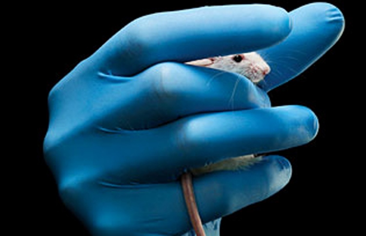 ދިރާސާތަކުގައި މީދާ ގުރުބާންކުރަނީ ކީއްވެ؟