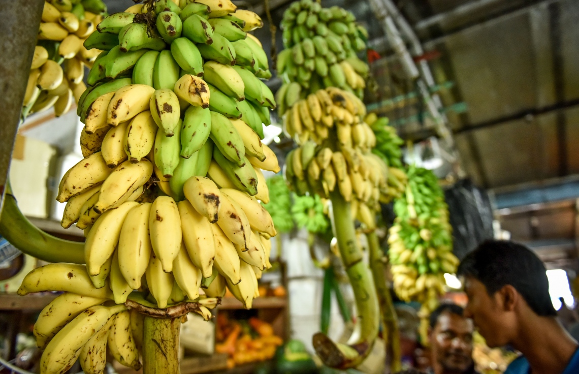 މާލެ: މޭ 22، 2017: ލޯކަލް މާރުކޭޓުގައި ވިއްކަން ބަހައްޓާފައި ހުރި ދޮންކެޔޮގަނޑުތަކެއް ކައިރީގައި މީހަކު މަޑުކޮށްލައިގެން: ދޮންކެޔޮގަނޑެއްގެ އަގު ވަނީ 600ރ. އަށް އުފުލިފައި. ފޮޓޯ: ނިޝާން އަލީ /މިހާރު