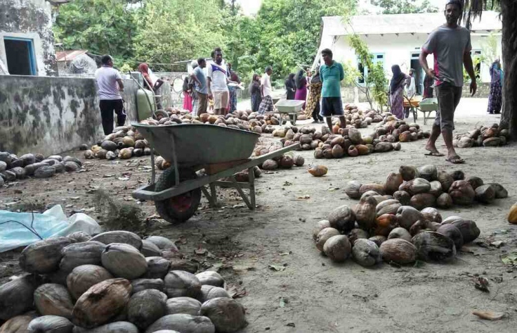 ކިހާދޫގައި ރޯދަ ހަދިޔާއަކަށް ކޮންމެ މީހަކަށް ފަސް ކާށި