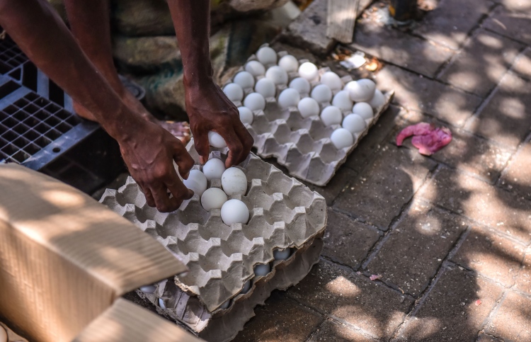 ބިސް ކޭހެއްގެ އަގު 450ރ. އަށް ބޮޑުވެއްޖެ