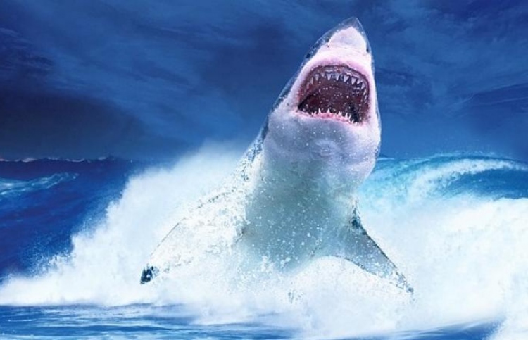 ވީޑިއޯ: މިޔަރެއްގެ ހަމަލާއިން ސަލާމަތްވީ ކިރިޔާ