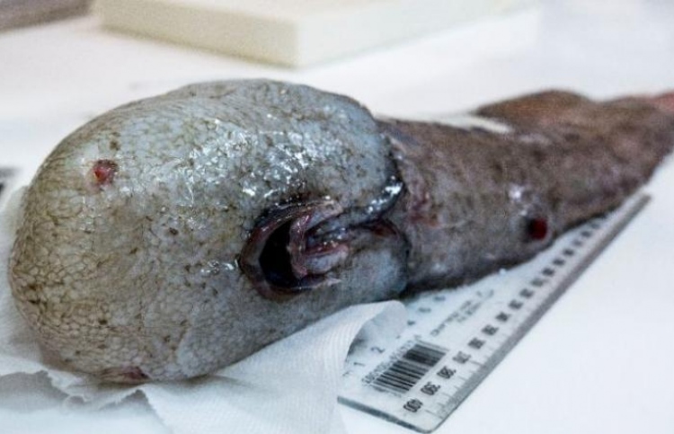 "މޫނު ނެތް" މަހެއް ފެނިއްޖެ