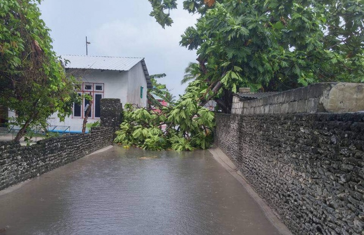 ވިއްސާރައިގައި ބޮޑަށް ގެއްލުންވީ ދަނޑުބިންތަކަށް