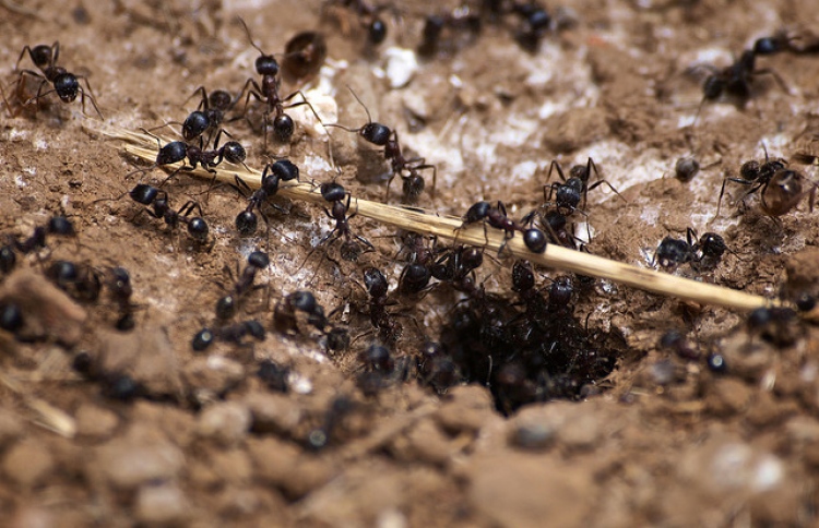 ވިސްނާ ހޯދާށެވެ. ހިކުމަތްތެރިކަން ހާމަ ވާނެ އެވެ.