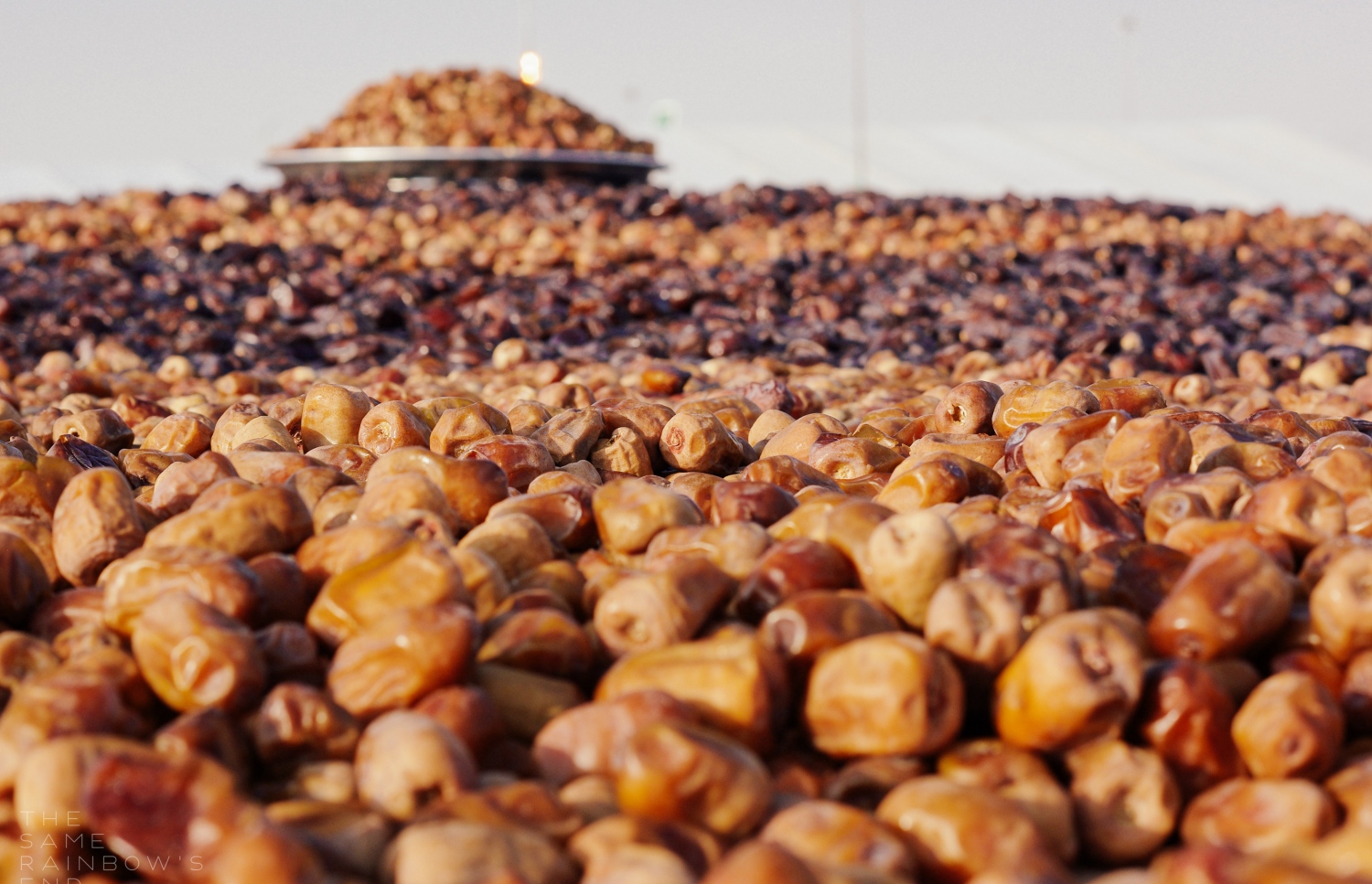 ދުނިޔޭގައި ކަދުރު މަޝްހޫރުވެފައިވަނީ މުސްލިމުންގެ މެދުގައި އެންމެ މަގްބޫލު މޭވާގެ ގޮތުގައި.