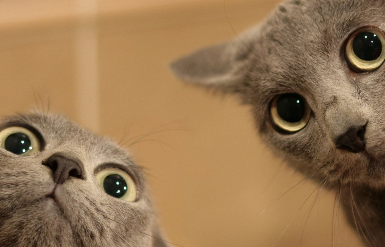 ދެ ބުޅަލަށް އަނިޔާކޮށް މެރުމުން ދެ ކުދިން ޖަލަށް