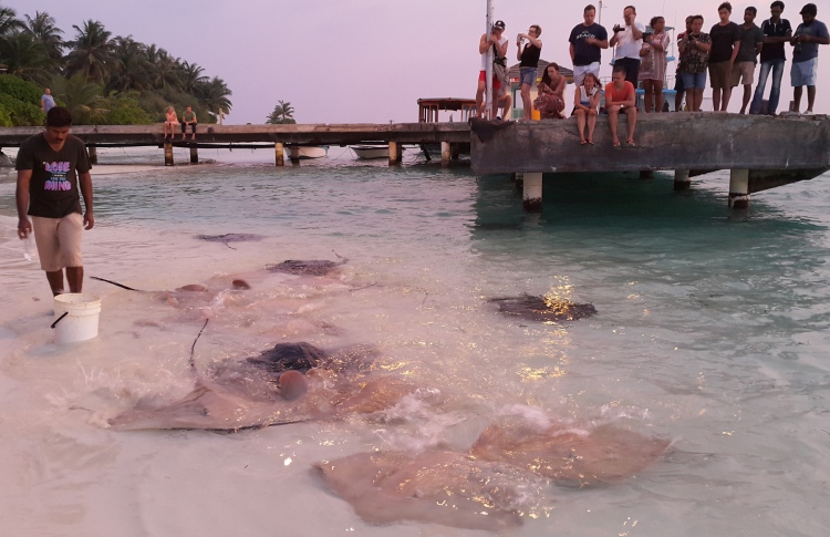 ބޮޑެތި މަޑި އާއި މިޔަރުތަކާއެކު ހިތްގައިމު މަންޒަރެއް!