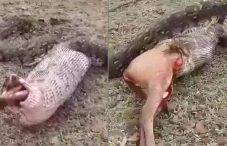 ހަރުފަޔަކަށް ފުއްލާއެއް ކާލެވިދާނެތަ؟