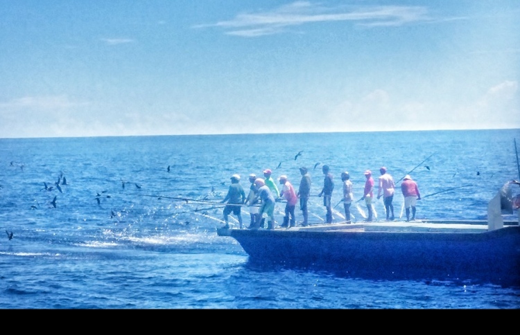 އިންޑިއާގެ ސަރަހައްދުން ދިވެހި މަސް ދޯންޏެއް އަތުލައިފި