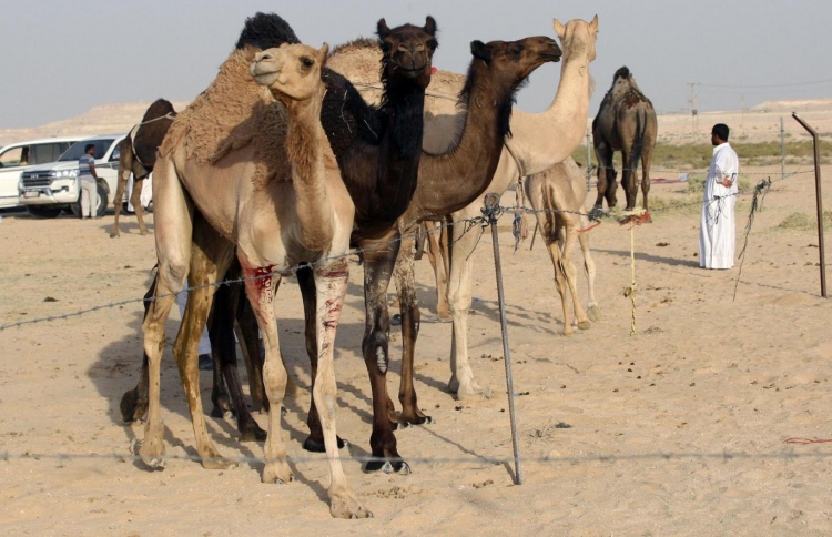 ގަތަރުގެ ޖަނަވާރުތައް ވެސް ސައޫދީން ބޭރުކޮށްލަނީ