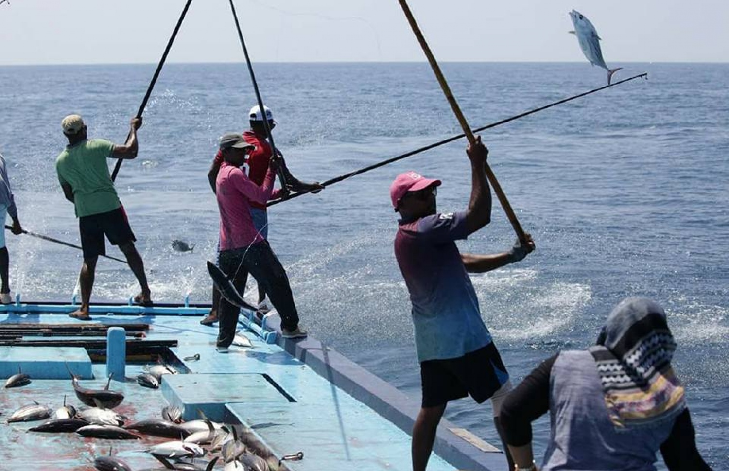 މަސްވެރިން މަސް ބާނަނީ: މި ސަރުކާރު އައި ފަހުން މިފްކޯ އަށް ކުރުވި މަހުގެ އަގަށް މިހާތަނަށް މަސްވެރިންނަށް 1.7 ބިލިއަން ރުފިޔާ ދޫކޮށްފައިވާ ކަމަށް މިނިސްޓަރު ޝިޔާމް ވިދާޅުވި.