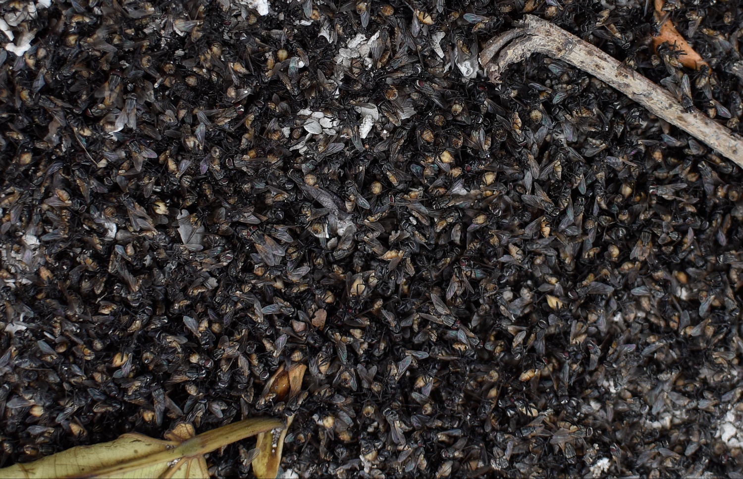 އޮކްޓޯބަރު، 17، 2017 ގައި "މިހާރު"ގެ ފޮޓޯގްރާފަރު ނިޝާން އަލީ ނެގި ފޮޓޯގައި ތިލަފުށި މެހިން ފުރިފައި.