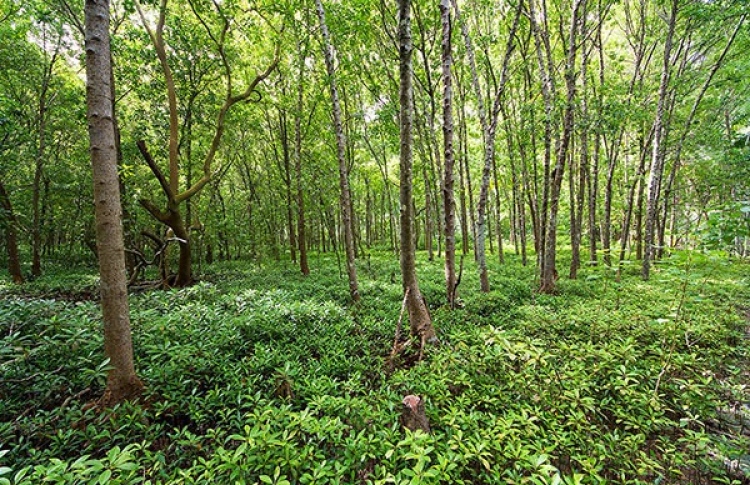 ތިމާވެށީގެ ދުވަސް: ވަގުތީ މަންފާއަށް ވެށި ހަލާކުނުކުރޭ