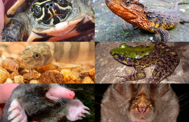 ފޮޓޯ ސްޓޯރީ: އަލަށް ހޯދުނު ބައެއް ދިރޭތަކެތި