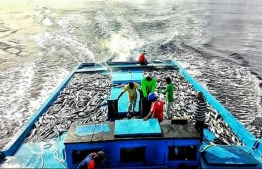 MIFCO lifts the fish purchase limit
