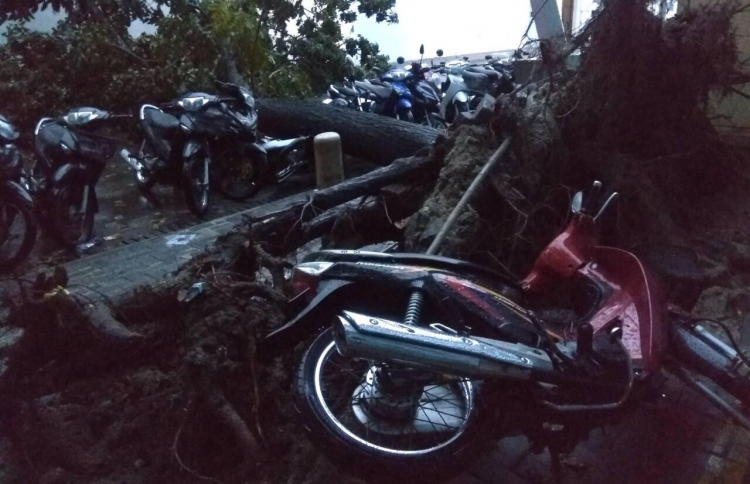 ގަހެއް ވެއްޓި ސައިކަލުތަކެއް ހަލާކުވެއްޖެ