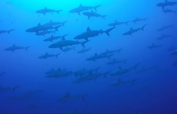 މިހާ ގިނަ މިޔަރު އެއްތަނަކުން ދުށިންތަ؟