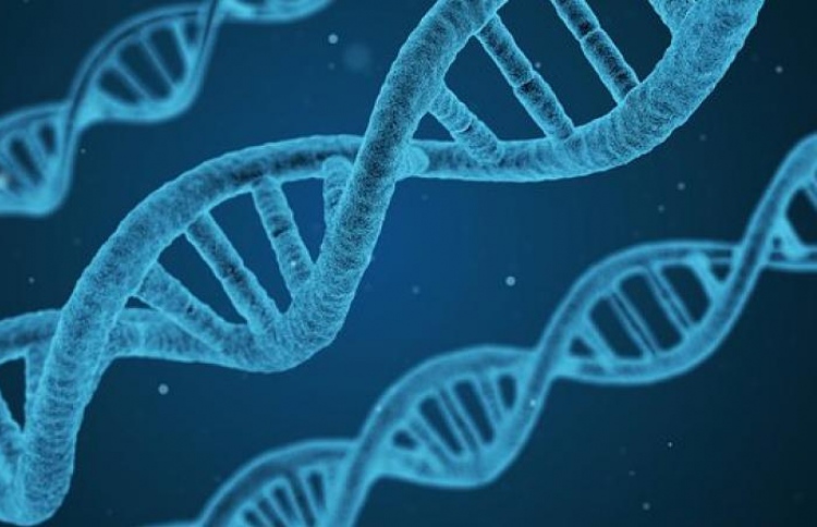 ހަކުރު ބައްޔާ ގުޅުން ހުރި މުހިންމު ޖީންއެއް ހޯދިއްޖެ