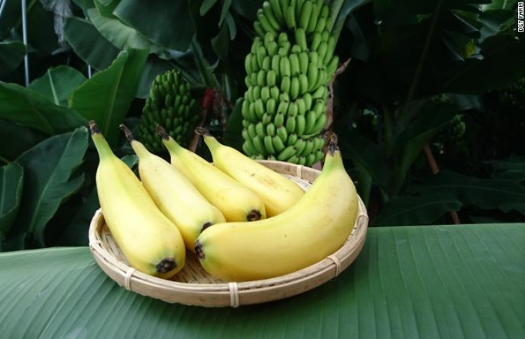 ތޮއްޓާއެކު ކާލަން ހާއްސަ ދޮންކޭލެއް