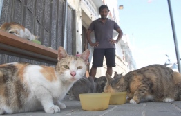 މާލޭގައި ގެންގުޅޭ ބުޅާތަކެއް: މަގުމަތީގައި އުޅޭ ބުޅާތަކަށް އަޅާލާން ޖެހޭ ކަމަށް ސިޓީ ކައުންސިލުން ގަބޫލުކުރޭ -- ފައިލް ފޮޓޯ: މިހާރު