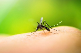 Aedes mosquito, the main vector that transmits viruses that cause dengue is however, not a career of the novel coronoa virus. PHOTO: MIHAARU FILE