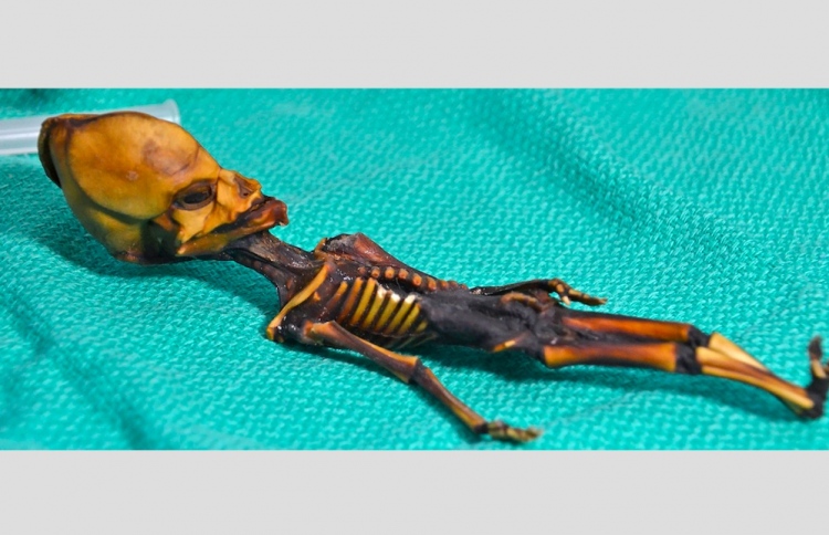 އޭލިއަންއެެއް ކަމަށް ބުނި ހަށިގަނޑުގެ ހަގީގަތަކީ ކޮބާ؟