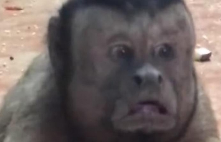 މި މަކުނު އިންސާނަކާ ވައްތަރުތަ؟