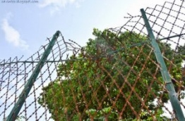 The steel fence which had stood around the Maafushi prison earlier.