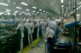 Workers at the tuna cannery in Sh.Felivaru. PHOTO/MIHAARU