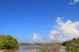 H.Dh. Kulhudhuffushi island's mangrove.