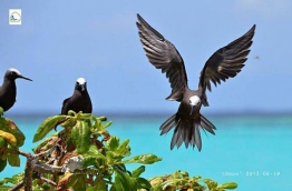 Lesser Noddy, a protected bird species in the Maldives. PHOTO/MALDIVES BIODIVERSITY
