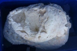 A suspected "Ambergris" found which was later confirmed false