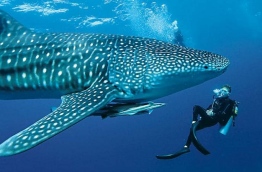 A diver pictured up-close with a whale shark in South Ari atoll. PHOTO: VICTORIA MONK/TELEGRAPH