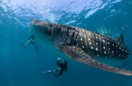Divers pictured up-close with a whale shark in South Ari atoll. PHOTO/GETTY IMAGES