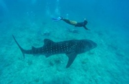 A diver pictured up-close with a whale shark in South Ari atoll. PHOTO/SUN ISLAND RESORT