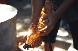 A man husks a coconut. PHOTO/AISHATH NAJ