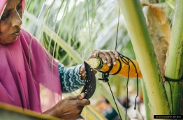 A woman trims the stem of a coconut palm to draw sap. PHOTO/AISHATH NAJ